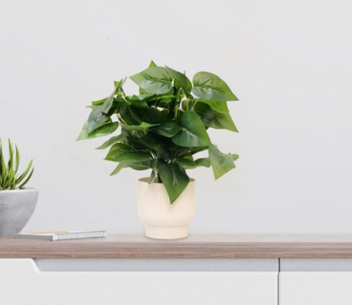 Philodendron Plant Philodendron Plant