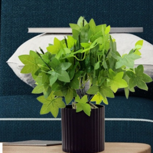 Terrarium Plant