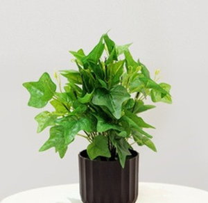 GREEN IVY PLANT