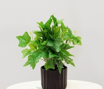 GREEN IVY PLANT GREEN IVY PLANT