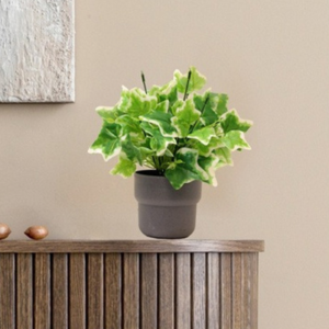 English Ivy Plant