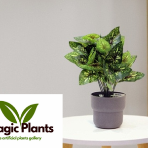 syngonium-2-plant