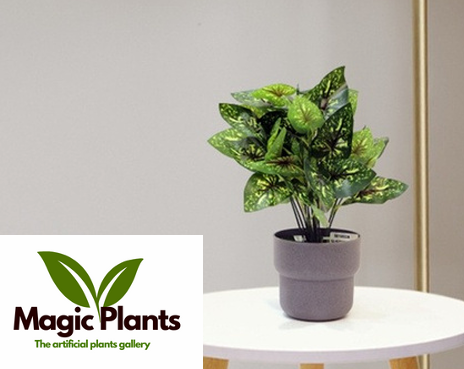 asyngonium-2-plant syngonium-2-plant