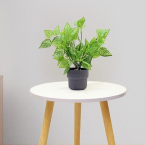 Dumb Canes Plant