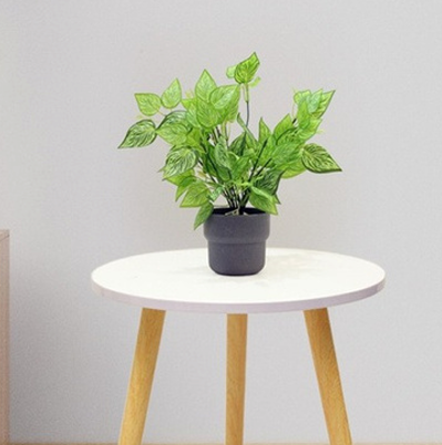 Dumb Canes Plant Dumb Canes Plant