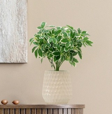 Dwarf Umbrella Plant Dwarf Umbrella Plant