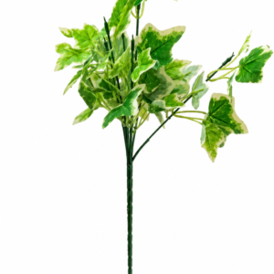 English Ivy Plant
