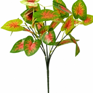 Caladium Bicolor Plant