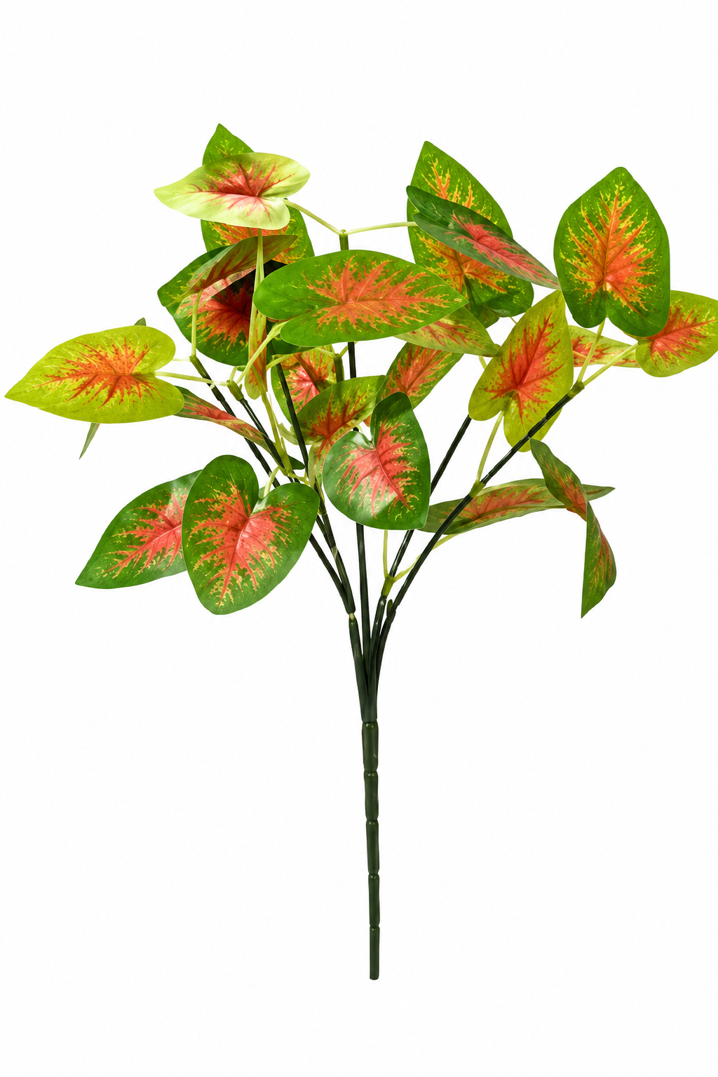 Caladium Bicolor Plant Caladium Bicolor Plant