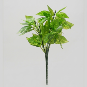 money plant
