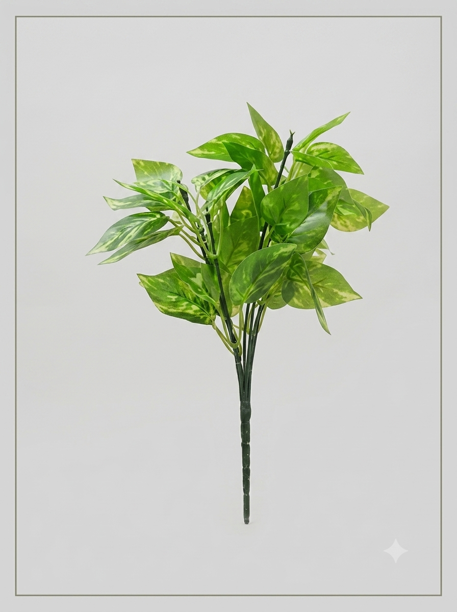 money plant money plant