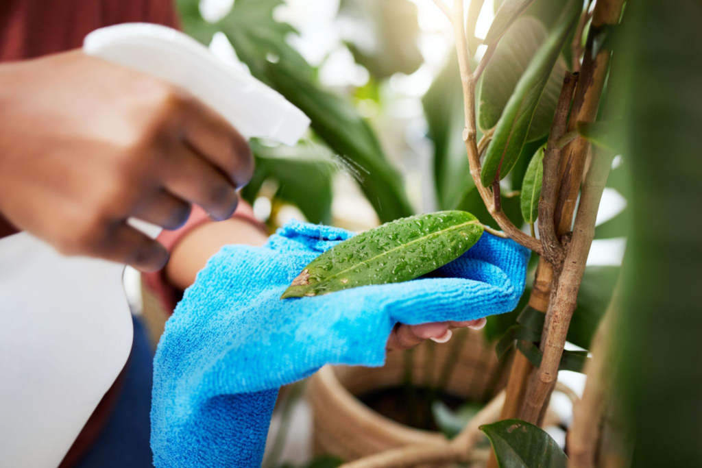 How to Clean and Maintain Artificial Plants at Home Wipe Each Leaf