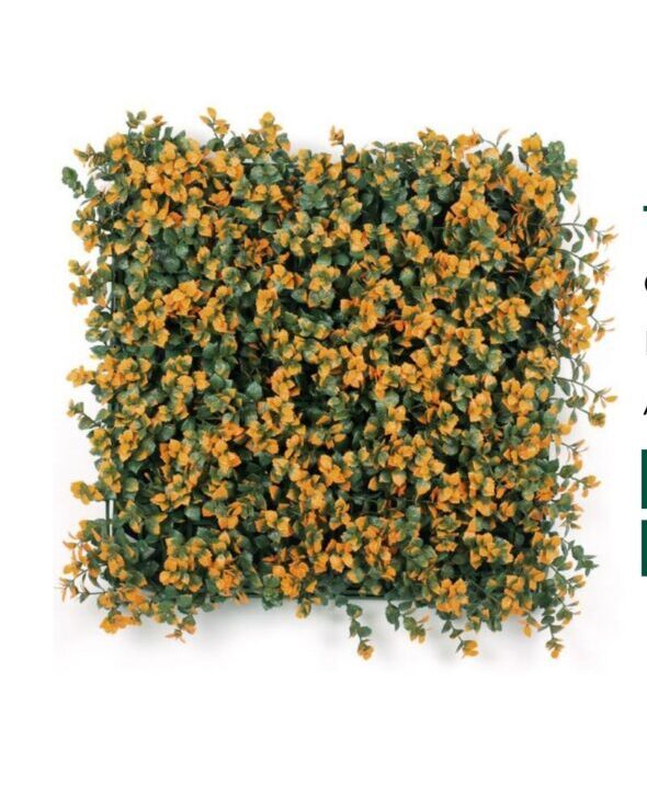 Blooming Amber Blooming Amber
