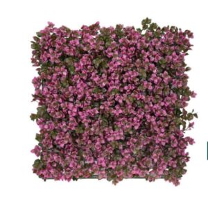 Wild Petunia Blossom