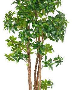 tea plant