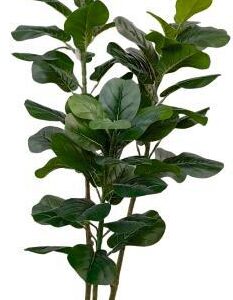 Fiddle plant