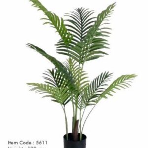 Home Areca Palm plant