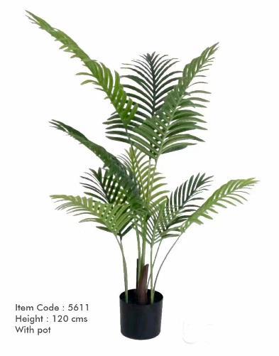 Areca Palm plant Areca Palm plant